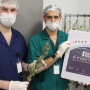 Riviera Creek Cultivates First Marijuana Harvest