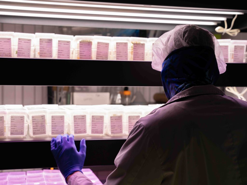 Cannabis cultivation technician monitoring labeled plant samples under LED grow lights in indoor marijuana facility.